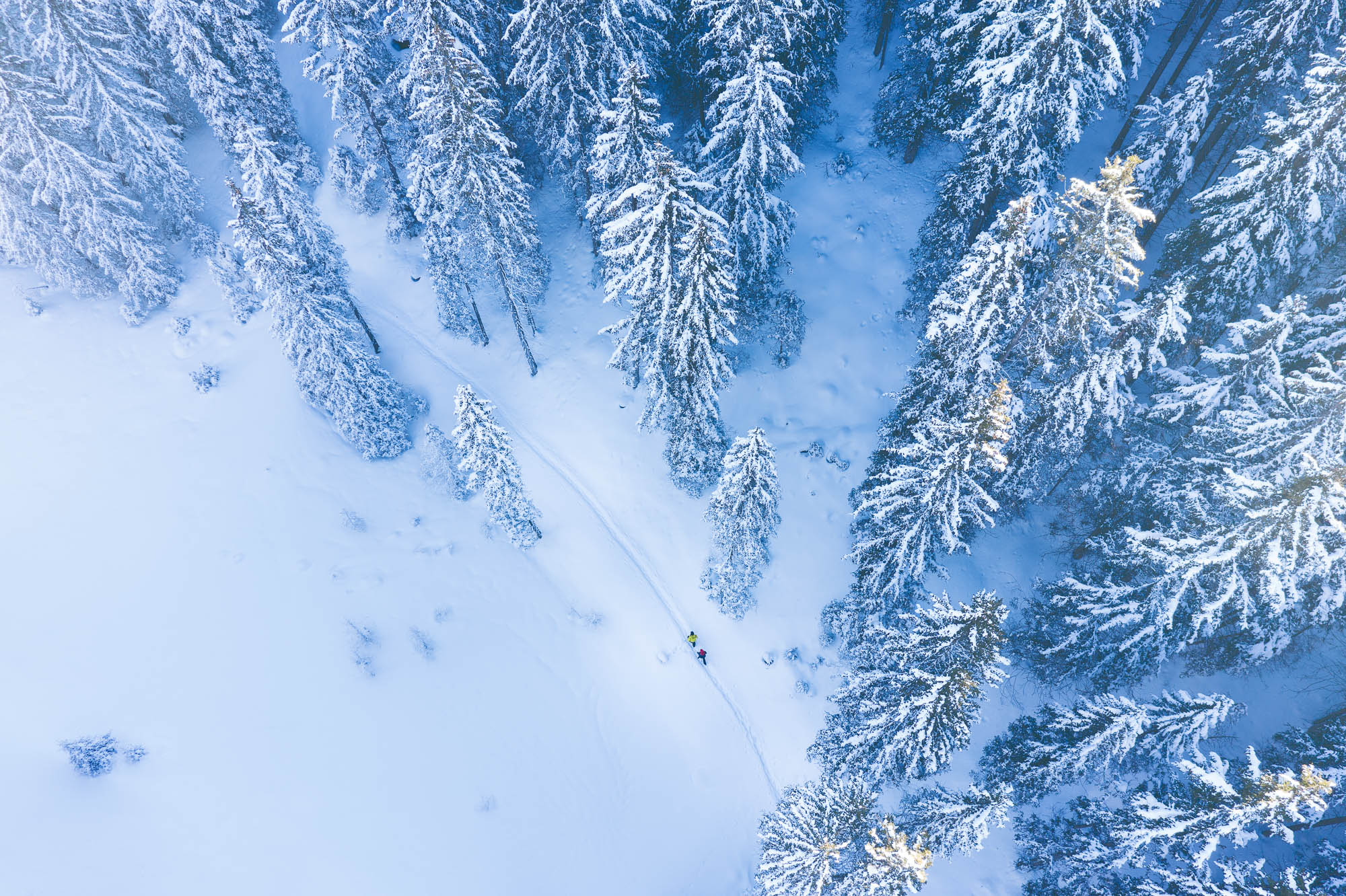 Luftaufnahme eines schneebedeckten Waldes, der in der Wintersonne glitzert und eine friedliche, weiße Landschaft zeigt